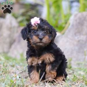Poppy, Yorkie Poo Puppy